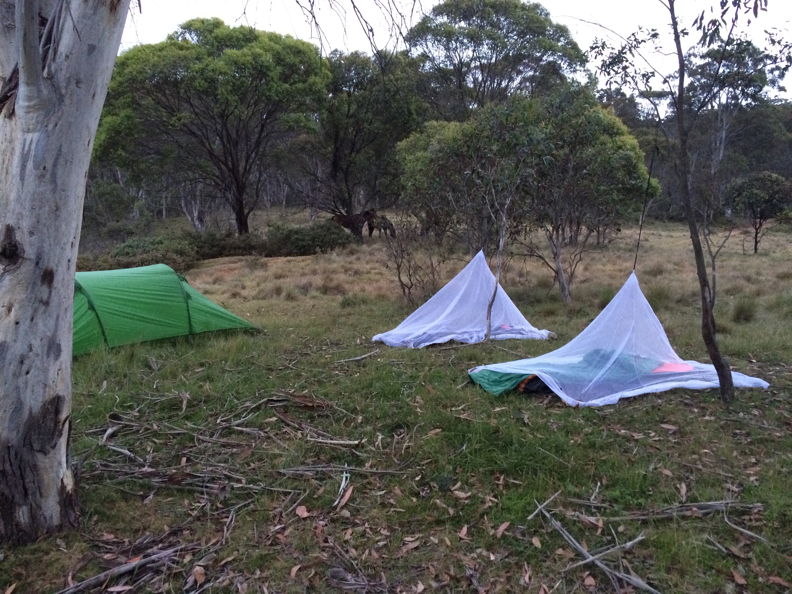 Two bedrolls under mosquito nets, tent fly, two horses in the distance